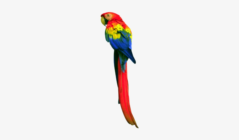 Parrot Transparent, transparent png download