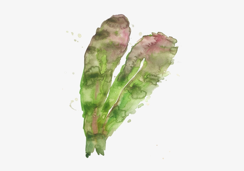 Watercolor - Lettuce, transparent png download