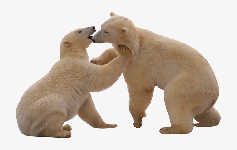 Best Free Polar Bear Png Image - White Bear Png, transparent png download