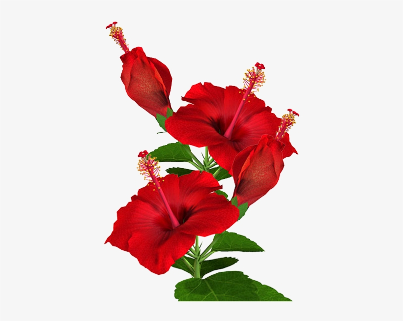 Hibiscus Plant Png - Anther And Filament Hibiscus, transparent png download