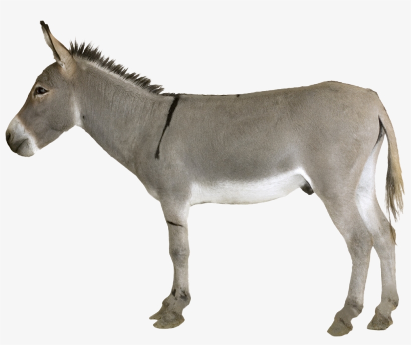 Donkey Png Transparent - Donkey Png, transparent png download