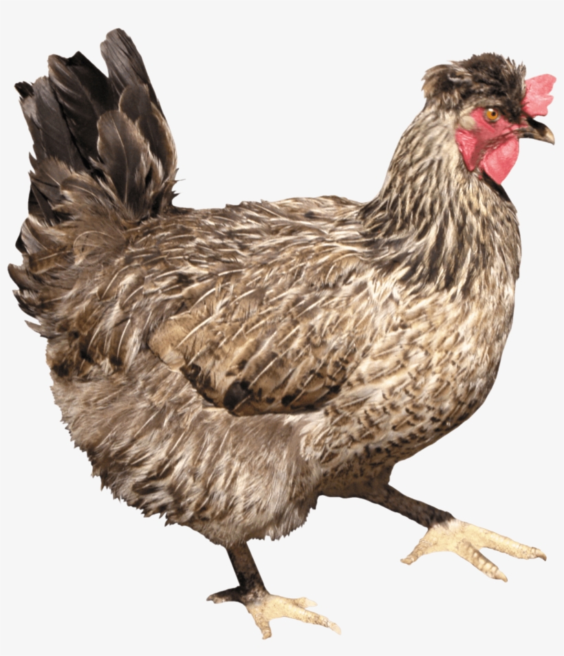 Brown Chicken Side Png Image - Chicken Png, transparent png download