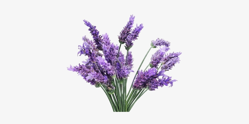 Lavender Bunch - Lavender Transparent, transparent png download