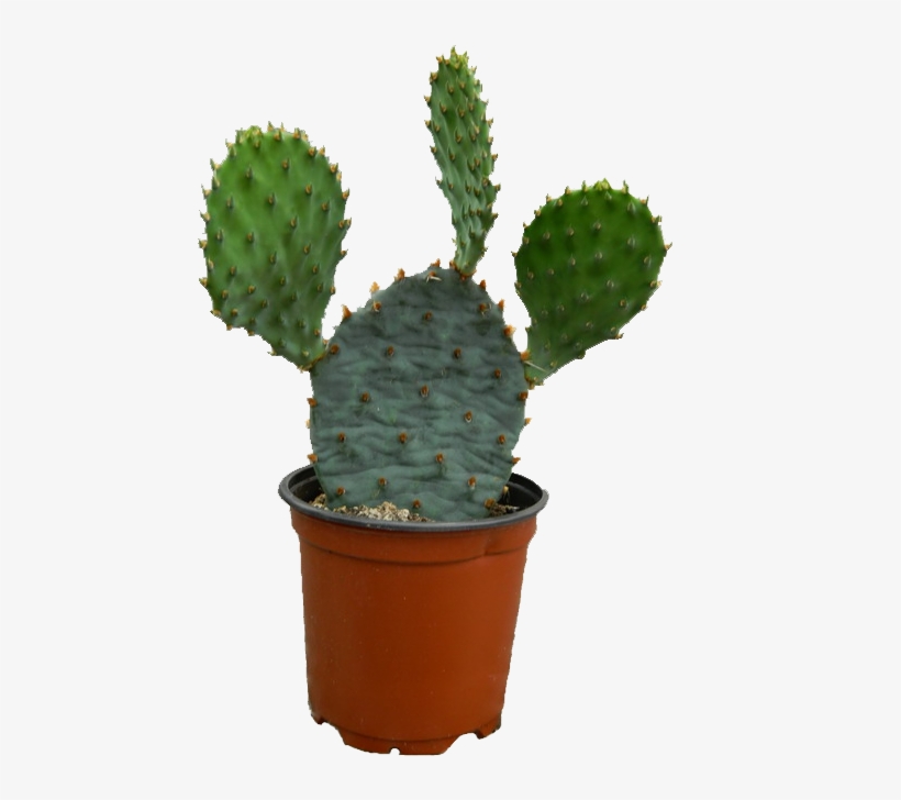 Cactus Plant Png Photos - Cactus Png, transparent png download