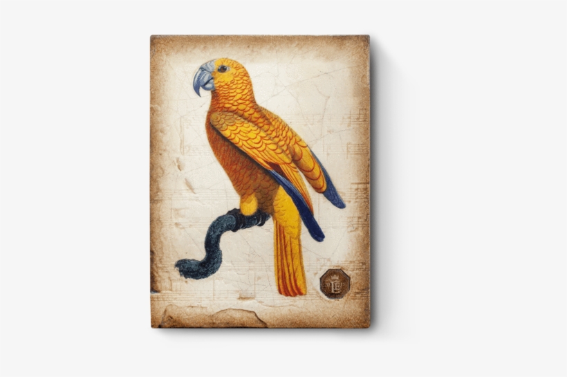 Rle18-02 Parrot - Macaw, transparent png download