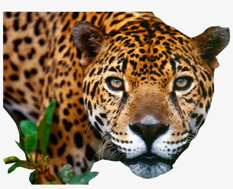 Download - Png Jaguar, transparent png download