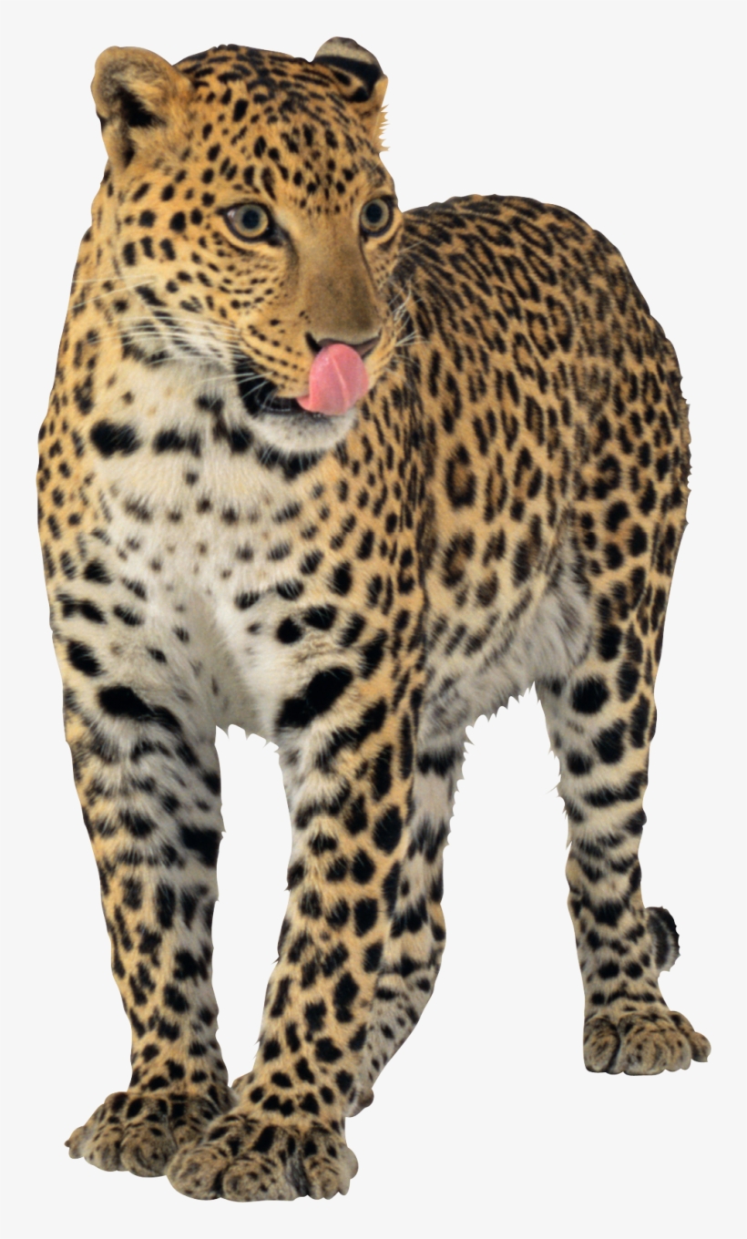 Jaguar Transparent, transparent png download