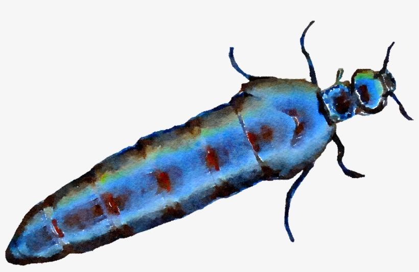 Oil Beetle In Watercolor Modern, Animal, Insect, Nature, - Net-winged Insects, transparent png download