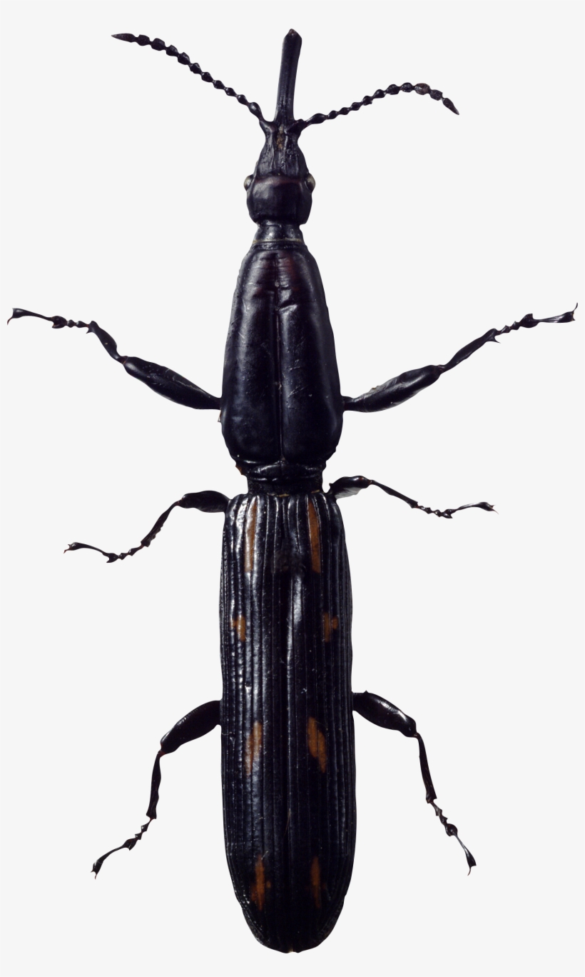 Bug Png Image - Long Beetle, transparent png download