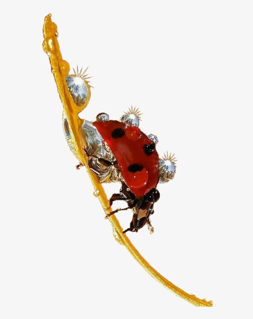 Ladybug Insect Png Free Download - Ladybird Beetle, transparent png download