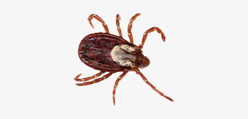 Transparent Bugs Tick - Wood Tick Vs Deer Tick, transparent png download