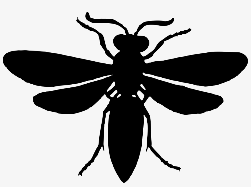 Download Png - Scalable Vector Graphics, transparent png download