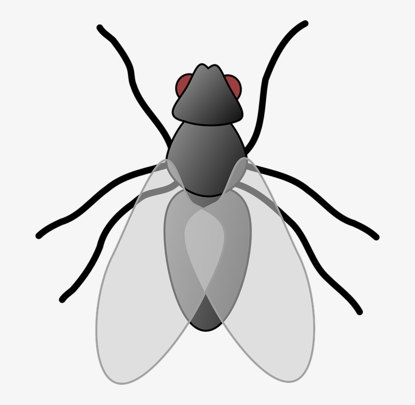 Small - Flies Clipart, transparent png download
