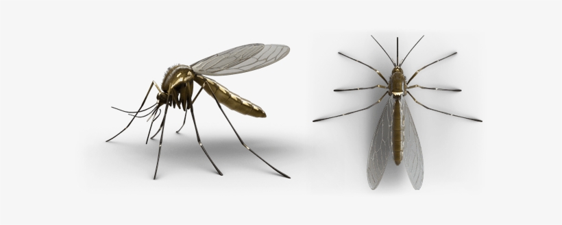 Don't Bite Me, Bro - Mosquito Png Raid, transparent png download