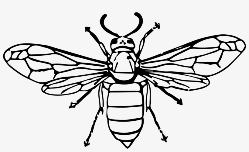 Hornet Bee Insect Wasp Drawing - Wasp Drawing Transparent, transparent png download