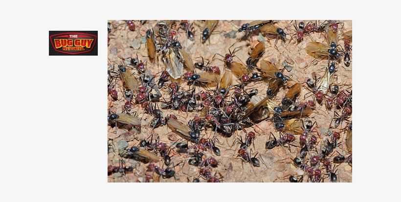 Flying Ant Day 2018 Came Early - Ant Nest, transparent png download