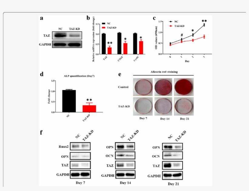 Taz Knockdown Impairs Osteogenic Differentiation Of - Adsc Osteogenic Differentiation Vegf, transparent png download