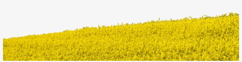 Field Png Clipart - Yellow Flower Field Png, transparent png download