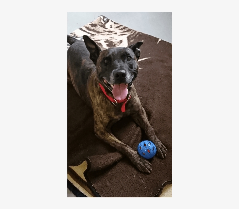 Photo Of Taz - Dog Catches Something, transparent png download