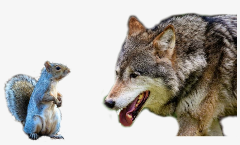 "no Puedo Entretenerme, Lo Siento, Estoy Muy Ocupado - Czechoslovakian Wolfdog, transparent png download