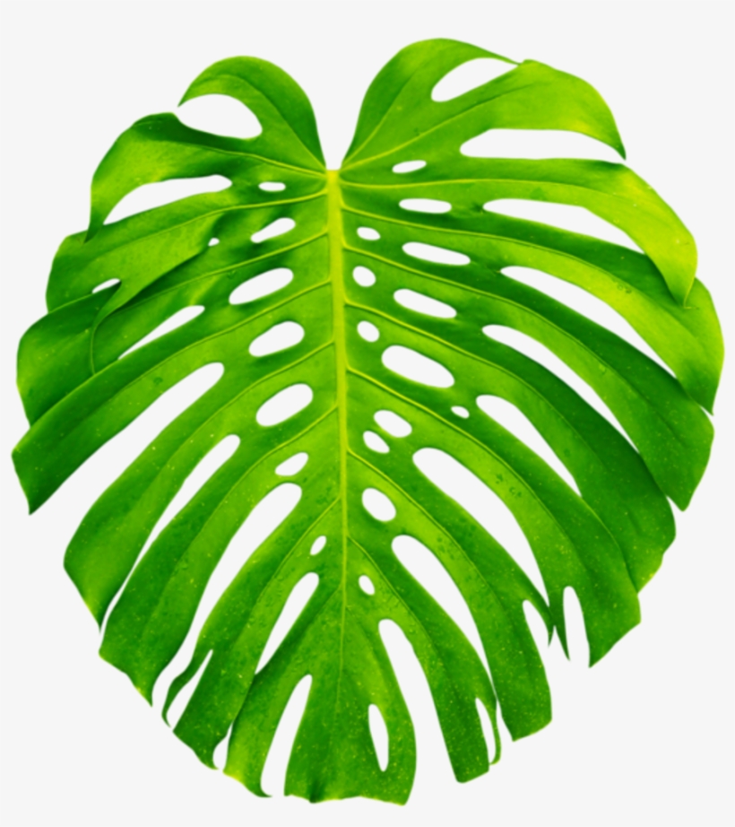 Clipart Resolution 600*600 - Transparent Tropical Plant Png, transparent png download