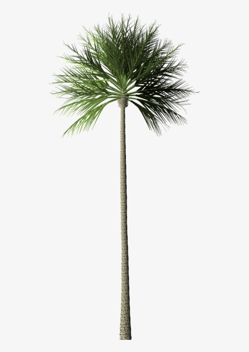 Palm Tree Isolated - Coconut Tree White Background, transparent png download