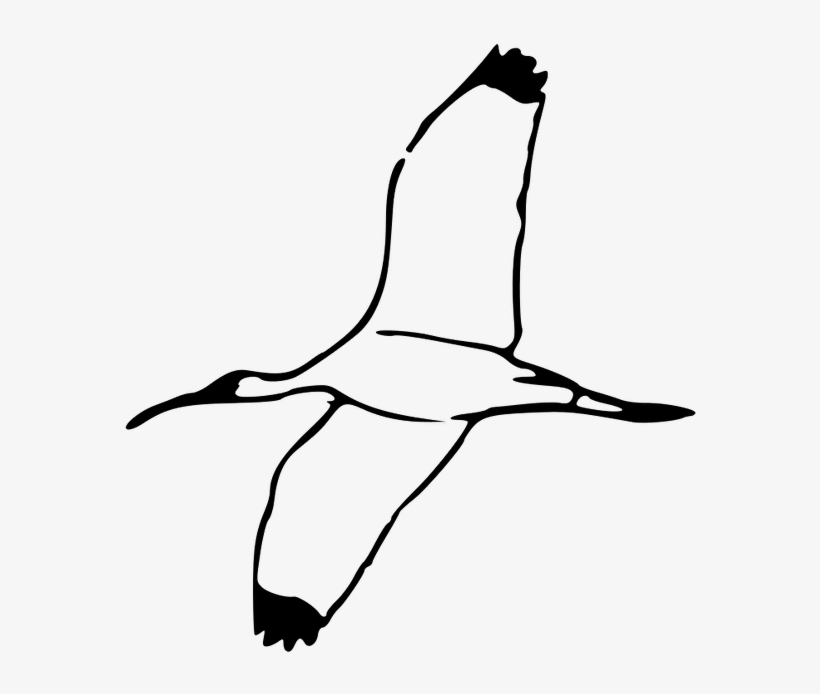 Wood Ibis - White Birds Flying Clipart, transparent png download