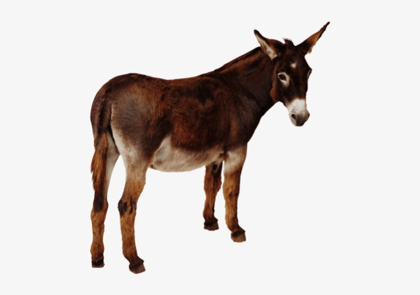 Free Png Donkey Png Images Transparent - Cafepress Donkey Throw Pillow, transparent png download