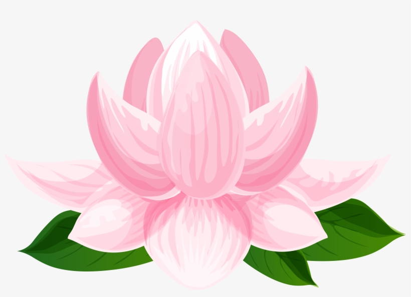 Sacred Lotus, transparent png download