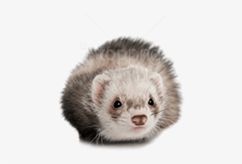 Free Png Ferret Png Images Transparent - Ferret, transparent png download