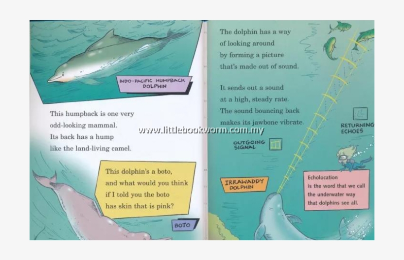 Tiger Shark, transparent png download