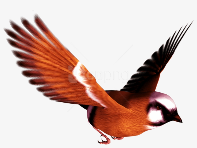 Free Png Download Birds Png Images Background Png Images - Birds Png, transparent png download