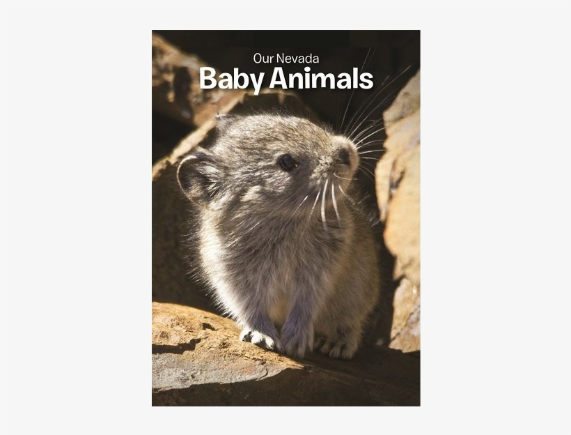 Baby Animals Transparent - Animaux Typique Du Canada, transparent png download