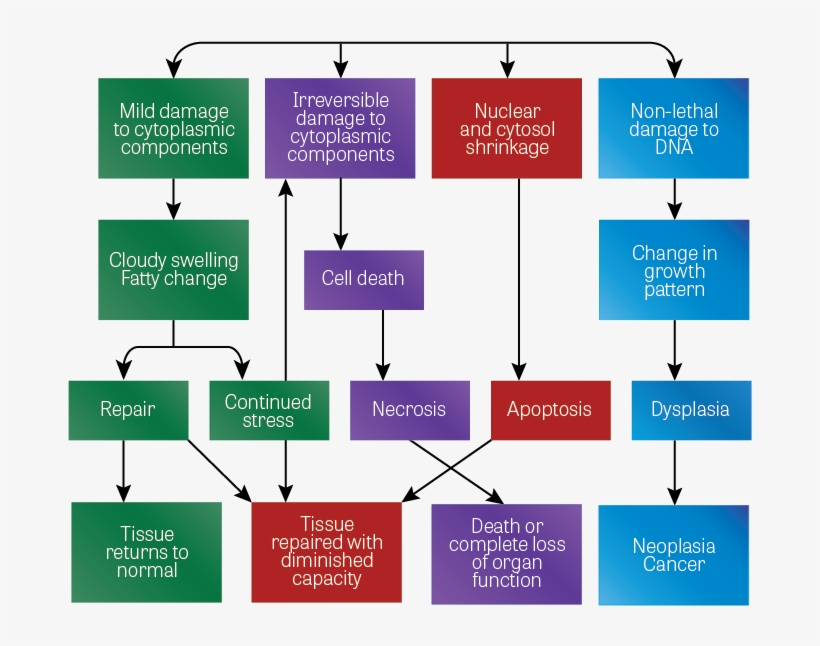 Diagram Of Four Possible Paths Taken By Cells Undergoing - Diagram, transparent png download