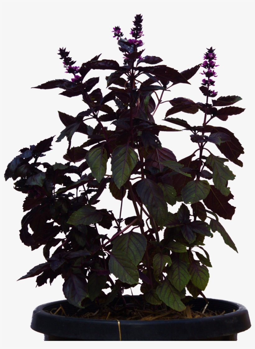 Houseplant, transparent png download