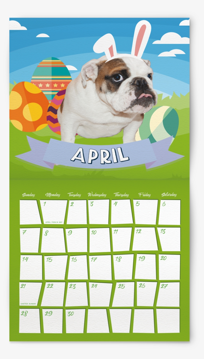 2019 English Bulldog Hanging Wall Calendar - Olde English Bulldogge, transparent png download