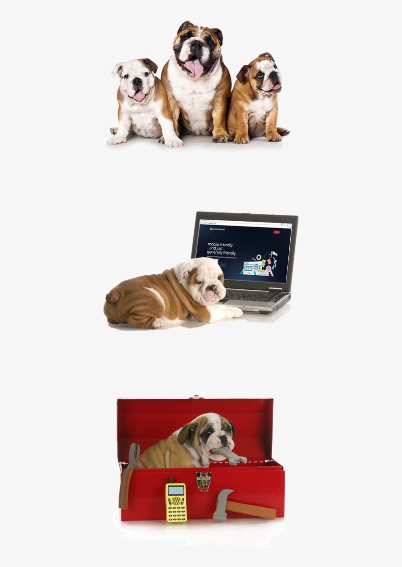 Uk Website Design And Development - French English Mastiff, transparent png download