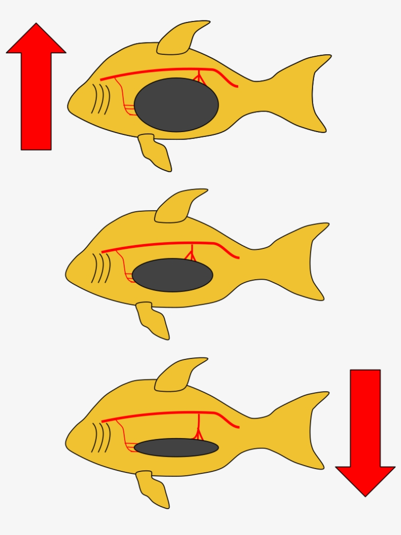 Fish Swim Bladder - Coral Reef Fish, transparent png download