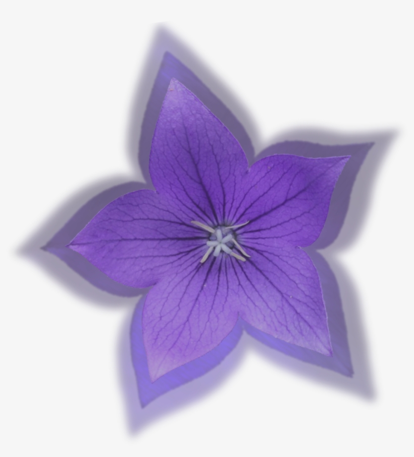 Hibiscus Pink Clip Art At Clkercom Vector - Small Flower Logo, transparent png download