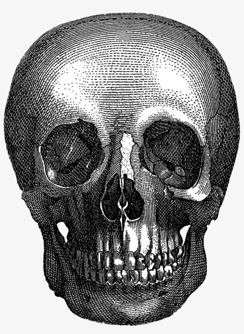 Vintage Halloween Skull - Skull, transparent png download