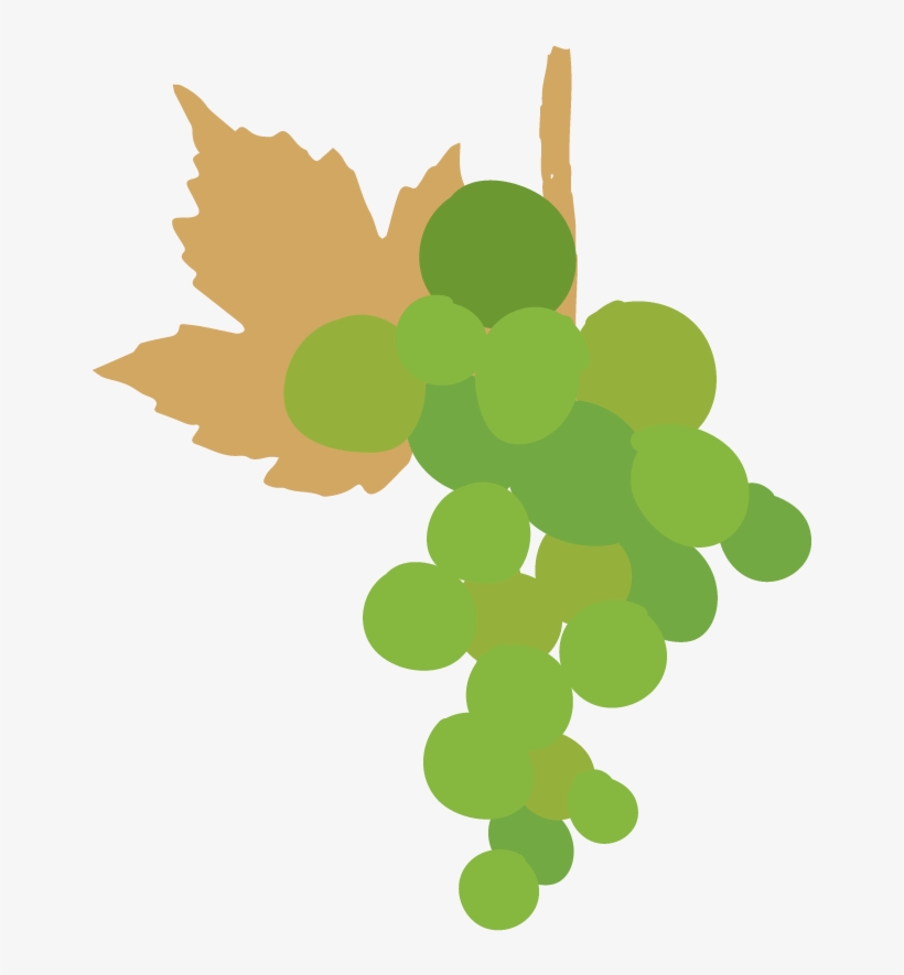 Later, It Can Be Turned Into Dry Grape For Production - Clip Art Grape Leaves, transparent png download