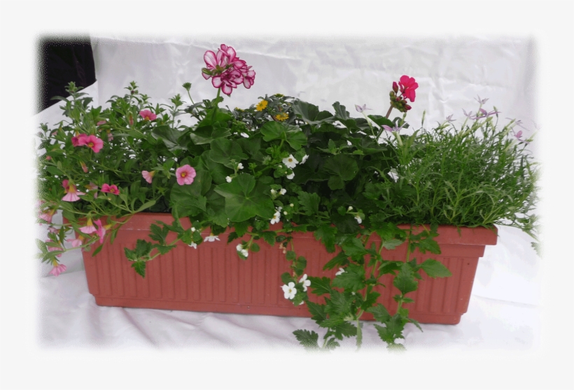 3 - 5" - Hawaiian Hibiscus, transparent png download