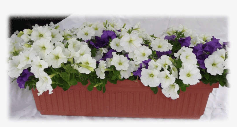 3 - 5" - Petunia, transparent png download