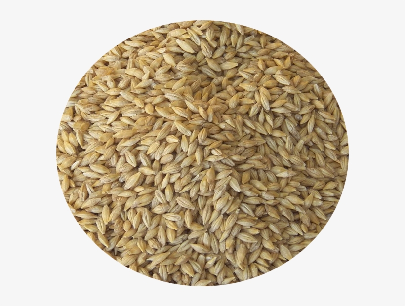 Barley Seeds For Weight Loss, transparent png download