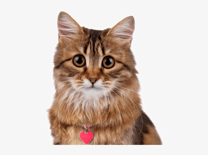 Siberian Kittens Cats Search - Cat Sitting, transparent png download