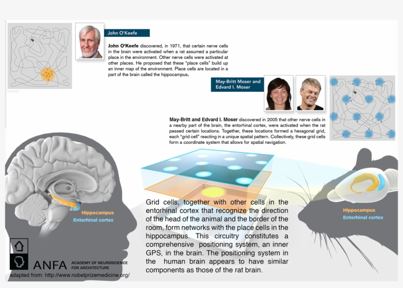 Nobel Prize Preview At Anfa 2014 Feature Slider Nobel - Nobel Prize Place Cell, transparent png download
