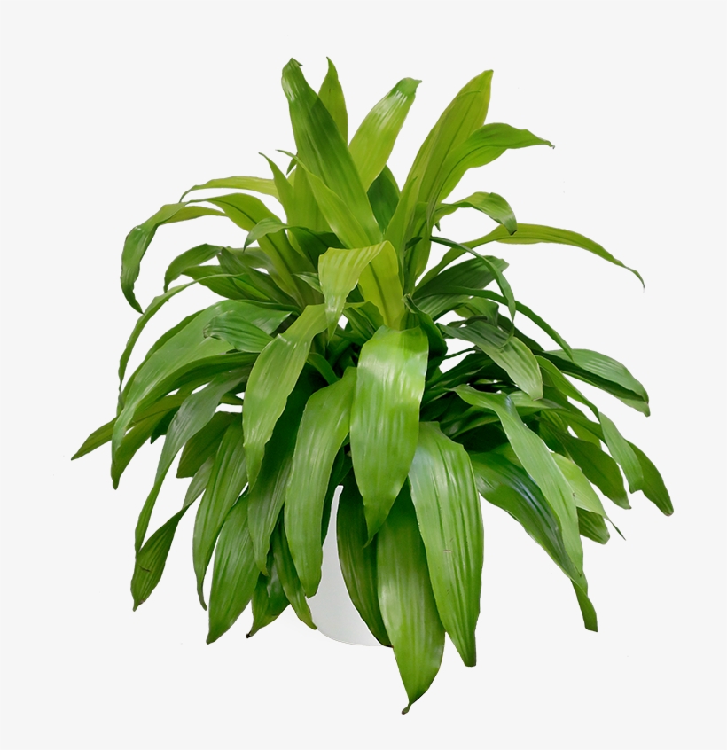 Dracaena Limelight Large - Houseplant, transparent png download