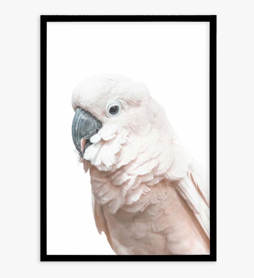 Cockatoo On White - Cockatoo, transparent png download