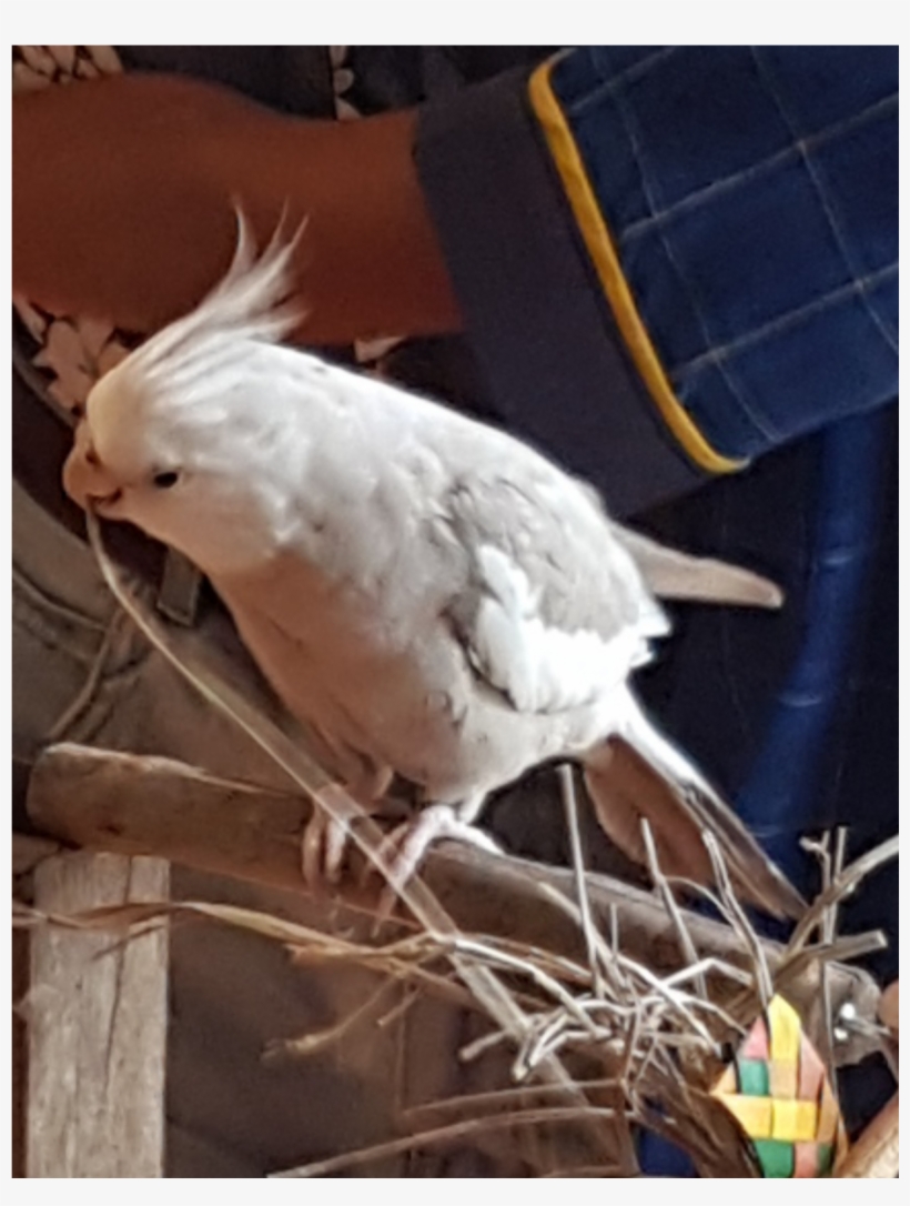 Sightings - Sulphur-crested Cockatoo, transparent png download