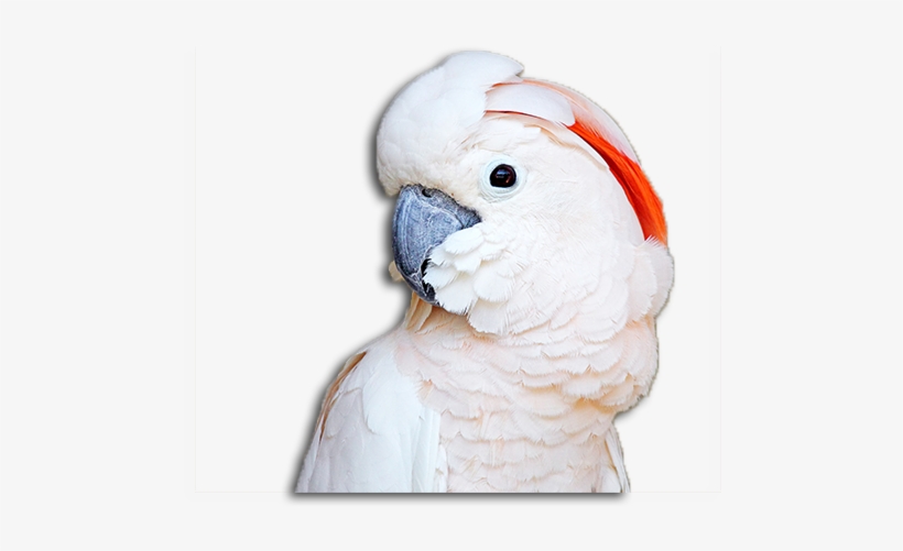Cockatoo, - Cockatoo, transparent png download